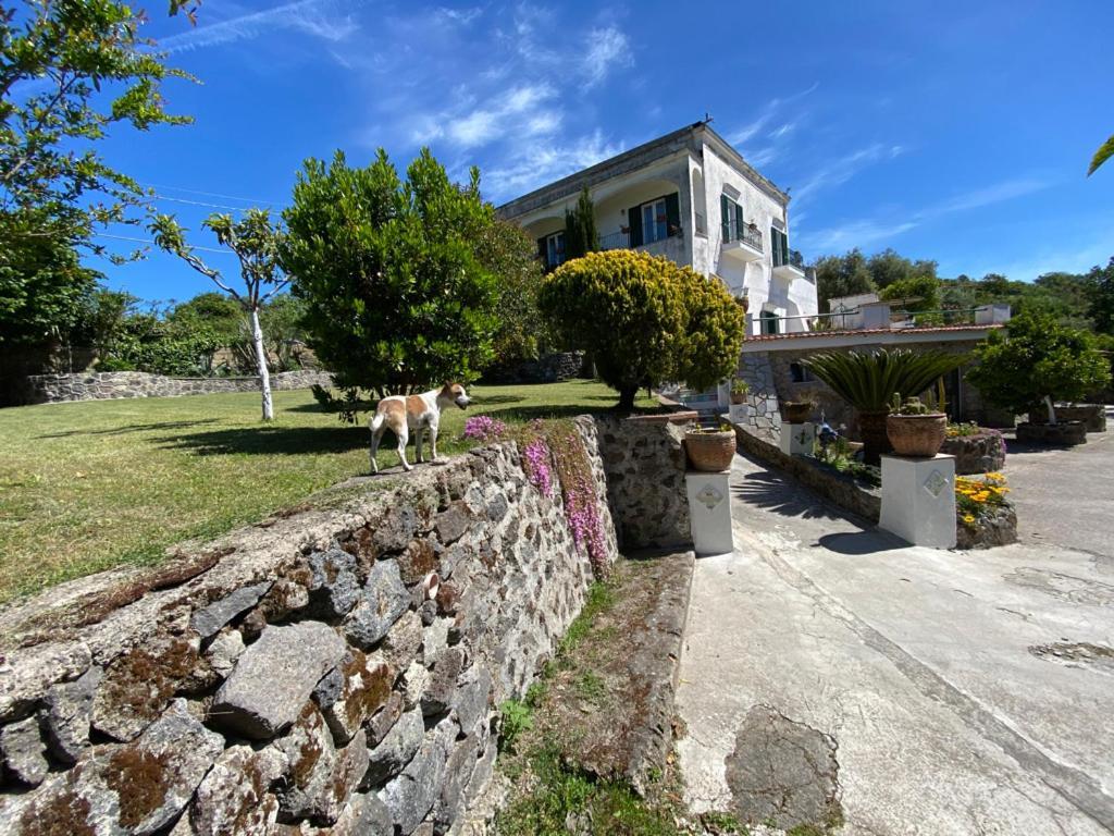 Villa Vincenzo Di Meglio Barano dʼIschia Exterior foto