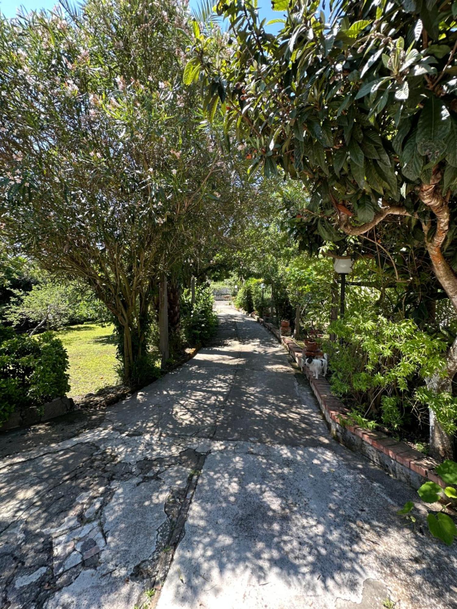 Villa Vincenzo Di Meglio Barano dʼIschia Exterior foto